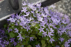 Campanula poscharskyana