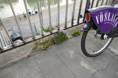 Campanula poscharskyana
