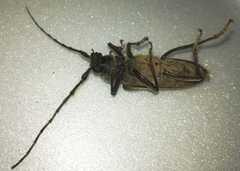 Enaphalodes hispicornis