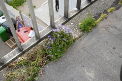 Campanula poscharskyana