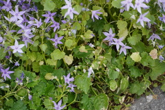 Campanula poscharskyana