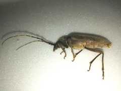 Enaphalodes hispicornis