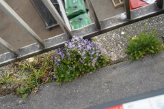 Campanula poscharskyana