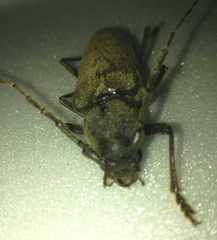 Enaphalodes hispicornis