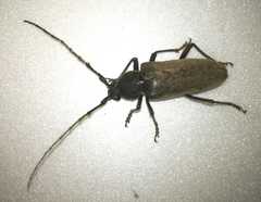 Enaphalodes hispicornis