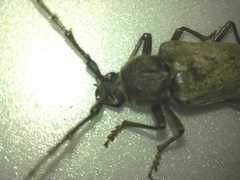 Enaphalodes hispicornis