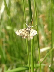 Cleta ramosaria
