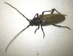 Enaphalodes hispicornis