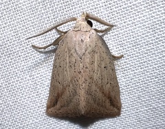 Amolita obliqua