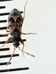 Scolopostethus affinis