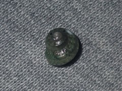 Notogibbula bicarinata