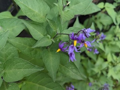 Solanum dulcamara