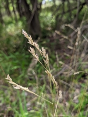 Festuca versuta
