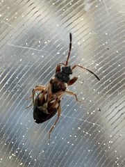 Scolopostethus affinis