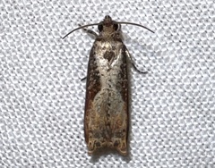 Episimus tyrius