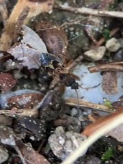 Scolopostethus affinis