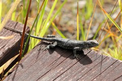 Sceloporus consobrinus
