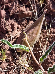 Asclepias involucrata