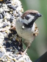 Passer montanus montanus