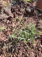 Asclepias involucrata