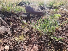 Asclepias involucrata