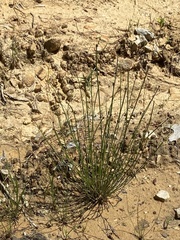 Eleocharis ovata