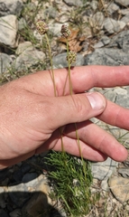 Dalea tenuis
