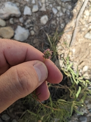 Dalea tenuis