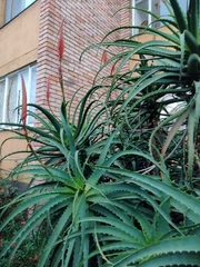 Aloe arborescens