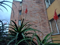 Aloe arborescens
