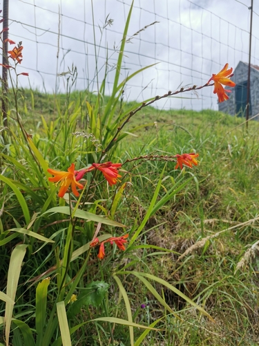 Crocosmia image