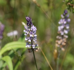 Orbexilum psoralioides