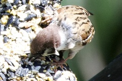 Passer montanus montanus