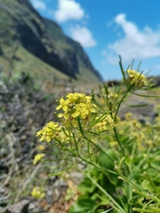 Sinapidendron gymnocalyx