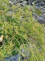 Sinapidendron gymnocalyx