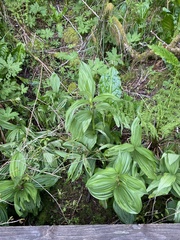 Veratrum californicum