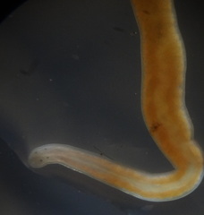 Prostoma