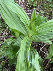 Veratrum californicum
