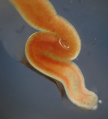 Prostoma