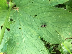Panaorus albomaculatus