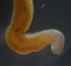 Prostoma