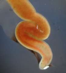 Prostoma