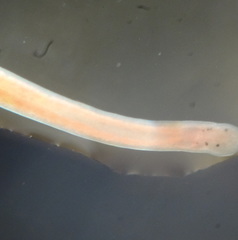 Prostoma