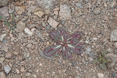 Acanthoscyphus parishii