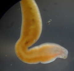 Prostoma