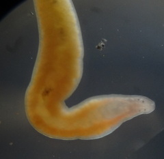 Prostoma
