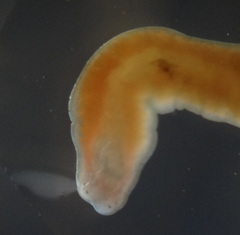 Prostoma