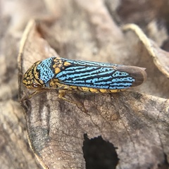 Oncometopia nigricans