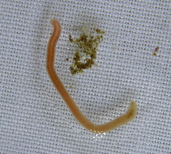 Prostoma