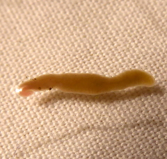 Prostoma